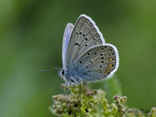 okgzl Amanda (Polyommatus amandus)