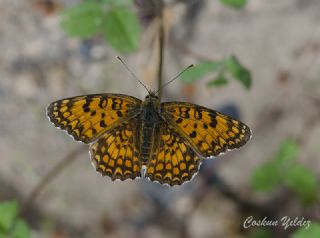 Benekli Byk parhan (Melitaea phoebe)