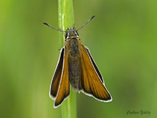 Siyah Antenli Zpzp (Thymelicus lineolus)