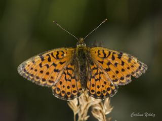 ift Noktal Brentis (Brenthis hecate)