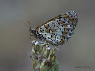 Kafkasyal parhan (Melitaea interrupta)