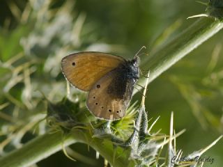 Kafkasya Zpzp Perisi (Coenonympha symphita)