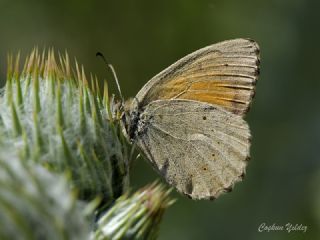 Kaya Esmeri (Kirinia clymene)