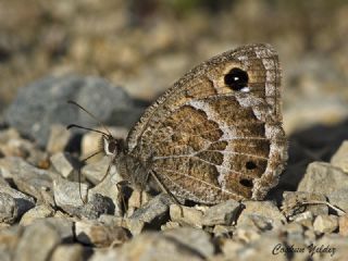 Beyaz Damarl Pirireis (Satyrus amasinus)