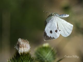 Byk Beyazmelek  (Pieris brassicae)