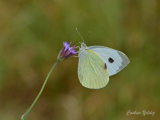 Byk Beyazmelek  (Pieris brassicae)