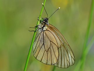 Al Beyaz (Aporia crataegi)