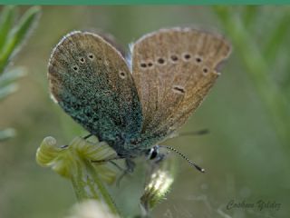 okgzl Rus Mavisi (Polyommatus coelestina)