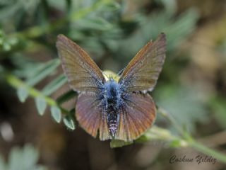 okgzl Rus Mavisi (Polyommatus coelestina)