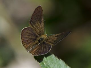 Erivan Anormal Çokgözlüsü (Polyommatus eriwanensis)