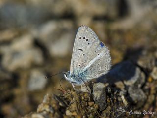 okgzl figenya (Polyommatus iphigenia)