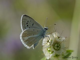 okgzl Ar Mavisi (Polyommatus vanensis)