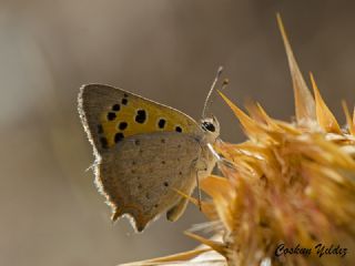 Benekli Bakr Gzeli (Lycaena phlaeas)