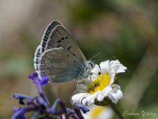 okgzl Edon Mavisi (Polyommatus aedon)