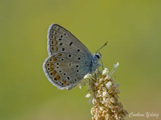 okgzl Mavi (Polyommatus icarus)