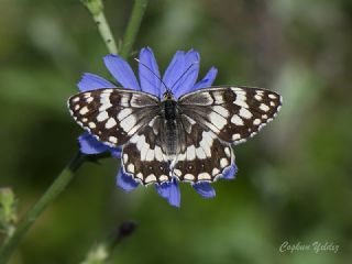 Anadolu Melikesi (Melanargia larissa)