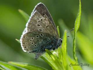 Byk Korubeni (Phengaris arion)