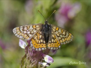 Nazuum (Euphydryas aurinia)