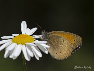 Kaya Esmeri (Kirinia clymene)