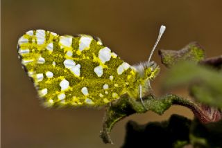 Da Oykls (Euchloe ausonia)