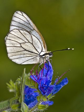 Al Beyaz (Aporia crataegi)