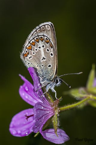 okgzl Geranium Mavisi (Aricia eumedon)