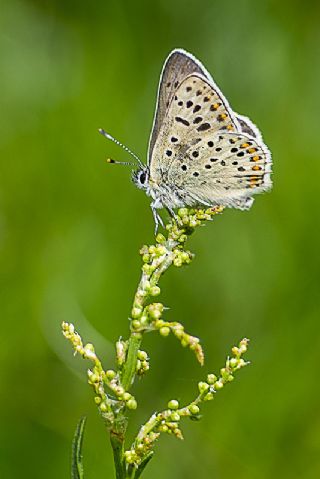 sli Bakr Gzeli (Lycaena tityrus)