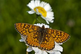 Nazuum (Euphydryas aurinia)