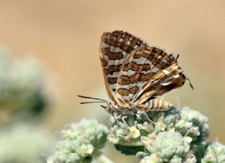 eytanck (Cigaritis acamas)