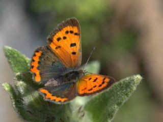 Benekli Bakr Gzeli (Lycaena phlaeas)