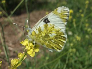 Da Oykls (Euchloe ausonia)