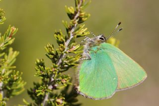 Zmrt (Callophrys rubi)