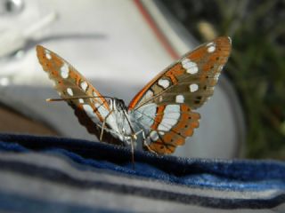 Akdeniz Hanmeli Kelebei (Limenitis reducta)