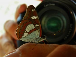 Akdeniz Hanmeli Kelebei (Limenitis reducta)