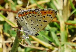 Kk Ate Gzeli (Lycaena thersamon)