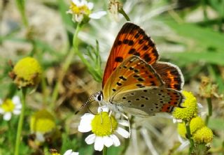 Kk Ate Gzeli (Lycaena thersamon)