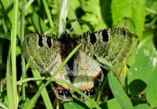 Yalanc Apollo (Archon apollinus)