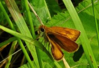 Sar Lekeli Zpzp (Thymelicus acteon)