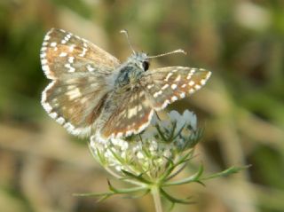 Ebegmeci Zpzp (Pyrgus malvae)