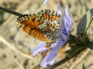 Benekli Byk parhan (Melitaea phoebe)