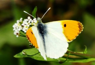 Turuncu Ssl (Anthocharis cardamines)