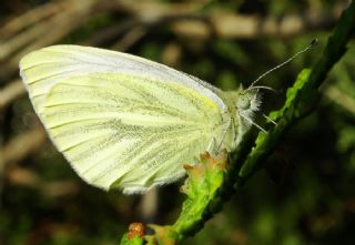 Yalanc Beyazmelek (Pieris pseudorapae)