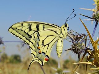 Krlangkuyruk (Papilio machaon)