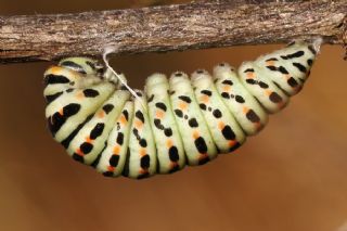 Krlangkuyruk (Papilio machaon)