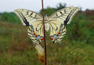 Krlangkuyruk (Papilio machaon)