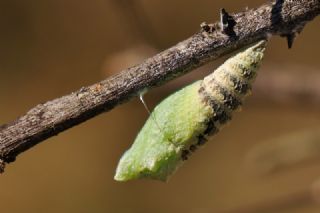 Krlangkuyruk (Papilio machaon)