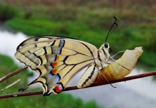 Krlangkuyruk (Papilio machaon)