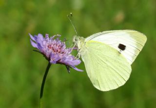 Byk Beyazmelek  (Pieris brassicae)