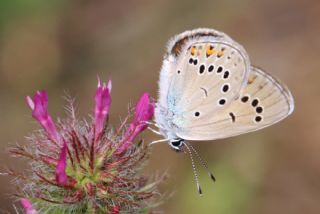 okgzl Gzel Mavi (Polyommatus bellis)