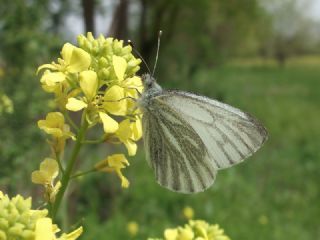 Yalanc Beyazmelek (Pieris pseudorapae)